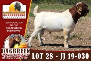 LOT 28 1X RAM BOERBOK DAGBREEKSTOET - KUDDE/FLOCK