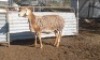 1X MEATMASTER OOI/EWE CB JACOB'S SHARE