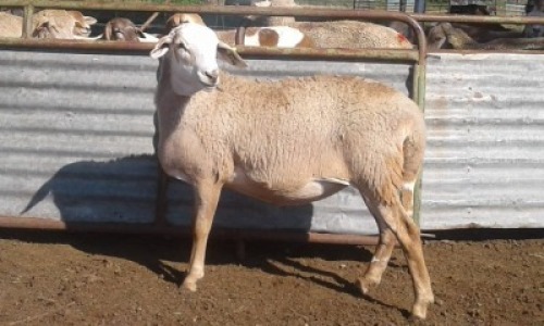 1X MEATMASTER OOI/EWE CB JACOB'S SHARE