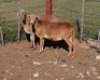 2X MEATMASTER OOI/EWE CB AUCAMP MEATMASTERS (Per stuk om lot te neem)