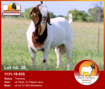 LOT 26 1X RAM BOERBOK DESRÈ FERREIRA - STOET/STUD