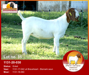 LOT 31 1X OOI/EWE BOERBOK DESRÈ FERREIRA - POTENSIELE STOET/ POTENTIAL STUD