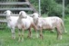 LOT 70 2X MEATMASTER OOI/EWE VOORWAARTS BOERDERY(PER STUK OM LOT TE NEEM/PER PIECE TO TAKE THE LOT) - 3
