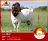 LOT 25 1X RAM BOERBOK DESRÈ FERREIRA - KUDDE/FLOCK