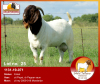 LOT 25 1X RAM BOERBOK DESRÈ FERREIRA - KUDDE/FLOCK - 2