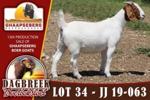 LOT 34 1X OOI/EWE BOERBOK DAGBREEKSTOET - KUDDE/FLOCK