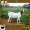 LOT 35 1X OOI/EWE BOERBOK COLLEN BOERDERY - KUDDE/FLOCK