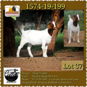 LOT 37 1X OOI/EWE BOERBOK COLLEN BOERDERY - KUDDE/FLOCK