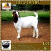 LOT 36 1X OOI/EWE BOERBOK COLLEN BOERDERY - STOET/STUD