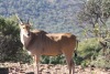 1X KING CAPE ELAND BUL EDENBURG WILDBOERDERY - 2