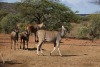 2X KING CAPE ELAND KOEIE EDENBURG WILDBOERDERY (BETAAL PER STUK OM LOT TE NEEM) - 2