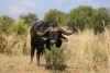 1X BUFFEL BUL (CHARLIE BRAVO) EDENBURG WILDBOERDERY - 2