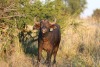 1X DRAGTIGE BUFFEL KOEI  EDENBURG WILDBOERDERY - 2