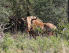 1X KONINGS GOUE WILDEBEES BUL EDENBURG WILDBOERDERY - 2