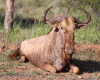 1X KONINGS GOUE WILDEBEES BUL EDENBURG WILDBOERDERY - 4