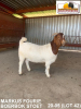 LOT 42 1X OOI/EWE BOERBOK MARKUS FOURIE BOERBOKSTOET - KUDDE/FLOCK