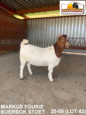 LOT 42 1X OOI/EWE BOERBOK MARKUS FOURIE BOERBOKSTOET - KUDDE/FLOCK