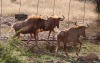 1X KONINGS GOUE WILDEBEES BUL EDENBURG WILDBOERDERY - 5