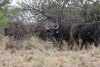 1X BUFFEL VERS EDENBURG WILDBOERDERY - 2