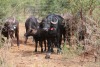 1X BUFFEL KOEI MET KALF  EDENBURG WILDBOERDERY - 2