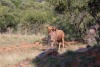 1X GOUE WILDEBEES BUL EDENBURG WILDBOERDERY - 2