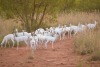 8X WIT SPRINGBOK PAKKIE EDENBURG WILDBOERDERY(PER STUK OM LOT TE NEEM) - 2