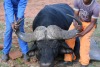 1X BUFFEL BUL EDENBURG WILDBOERDERY - 3