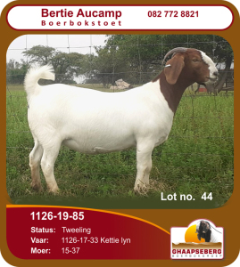 LOT 44 1X OOI/EWE BOERBOK BERTIE AUCAMP BOERBOKSTOET - KUDDE/FLOCK