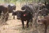 1X  BUFFEL KOEI MET KALF EDENBURG WILDBOERDERY - 2