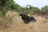 1X  BUFFEL KOEI MET KALF EDENBURG WILDBOERDERY - 2