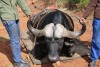 1X BUFFEL BUL EDENBURG WILDBOERDERY - 3