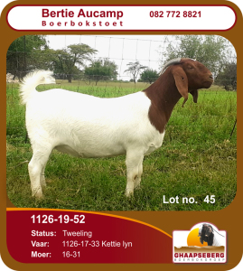 LOT 45 1X OOI/EWE BOERBOK BERTIE AUCAMP BOERBOKSTOET - STOET/STUD