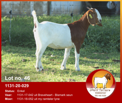 LOT 46 1X OOI/EWE BOERBOK DESRÈ FERREIRA - KUDDE/FLOCK