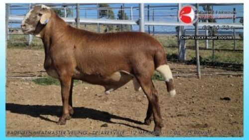 1X MEATMASTER RAM STOET COLLETT FARMING