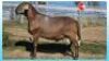 1X MEATMASTER RAM STOET COLLETT FARMING