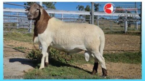 1X MEATMASTER RAM STOET COLLETT FARMING