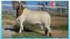 1X MEATMASTER RAM STOET COLLETT FARMING