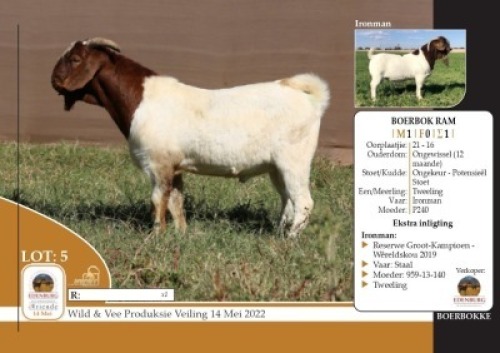 1X BOERBOK RAM ONGEKEUR - POTENSIE&Euml;L STOET