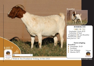 1X BOERBOK OOI/EWE STOET