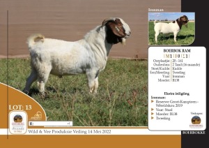 1X BOERBOK RAM KUDDE