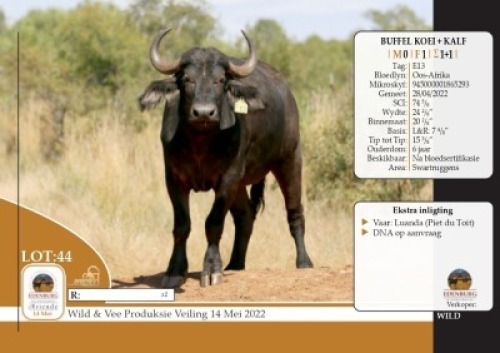 1X&nbsp; BUFFEL KOEI MET KALF EDENBURG WILDBOERDERY