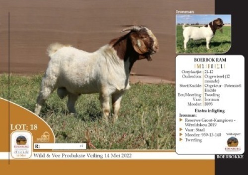 1X BOERBOK RAM ONGEKEUR - POTENSIE&Euml;L KUDDE