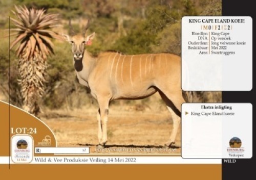 2X KING CAPE ELAND KOEIE EDENBURG WILDBOERDERY(BETAAL PER STUK OM LOT TE NEEM)