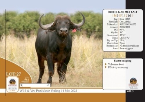 1X BUFFEL KOEI&nbsp; MET KALF EDENBURG WILDBOERDERY