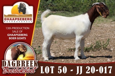 LOT 50 1X OOI/EWE BOERBOK DAGBREEKSTOET - POTENSIELE STOET/ POTENTIAL STUD