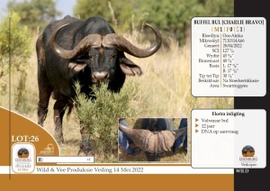 1X BUFFEL BUL (CHARLIE BRAVO) EDENBURG WILDBOERDERY