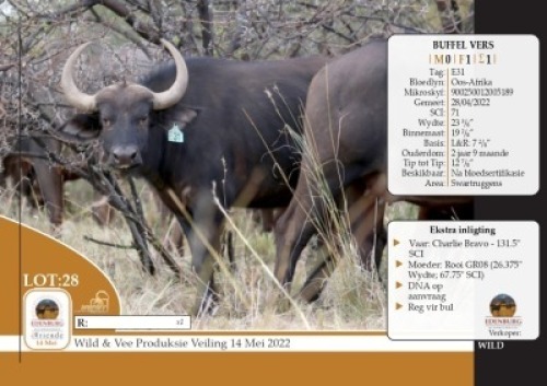 1X BUFFEL VERS EDENBURG WILDBOERDERY
