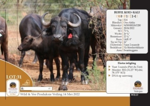 1X BUFFEL KOEI MET KALF&nbsp; EDENBURG WILDBOERDERY