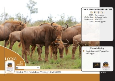 LOT 33 4X GOUE WILDEBEES KOEIE EDENBURG WILDBOERDERY (PER STUK OM LOT TE NEEM)