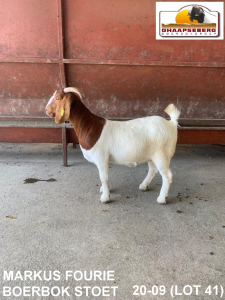 LOT 41 1X OOI/EWE BOERBOK MARKUS FOURIE BOERBOKSTOET - KUDDE/FLOCK